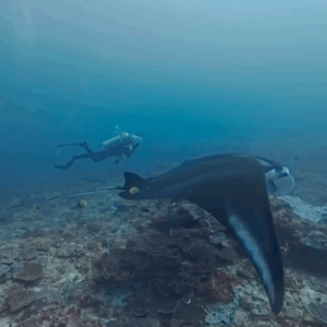 Bali scuba diving packages price coral reef adventure