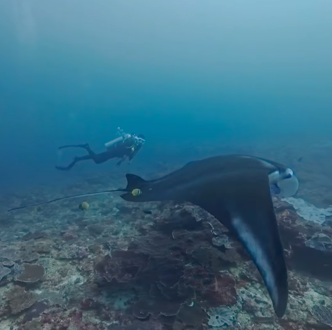 Bali scuba diving packages price coral reef adventure