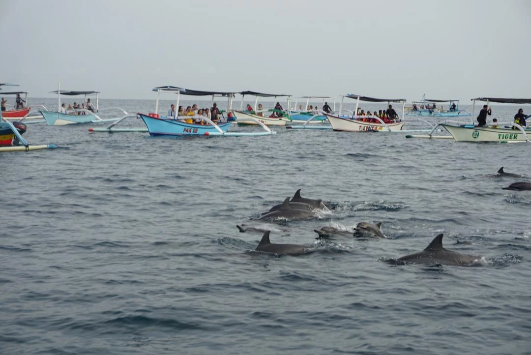 Lovina Dolphin Tour