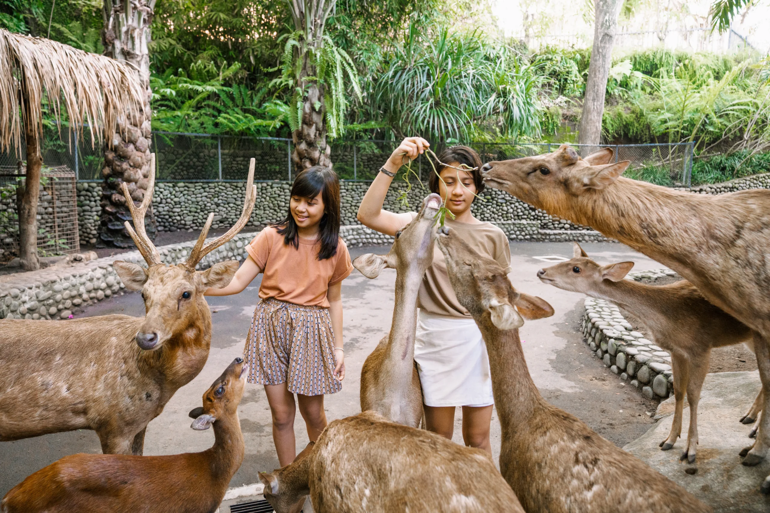 Bali Zoo Deer Feeding