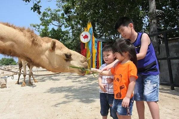 Camel_Feeding_in_Bali