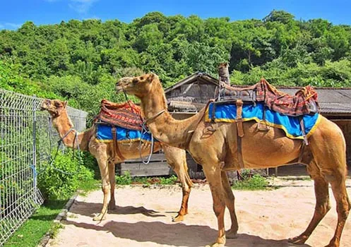 bali_camel1