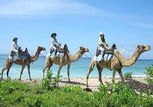 bali_camel3