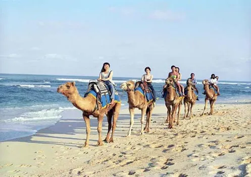 bali_camel4