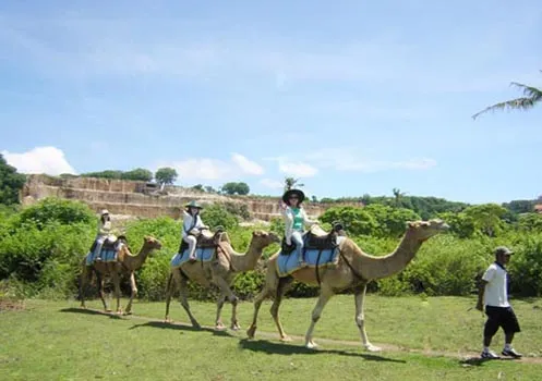 bali_camel6