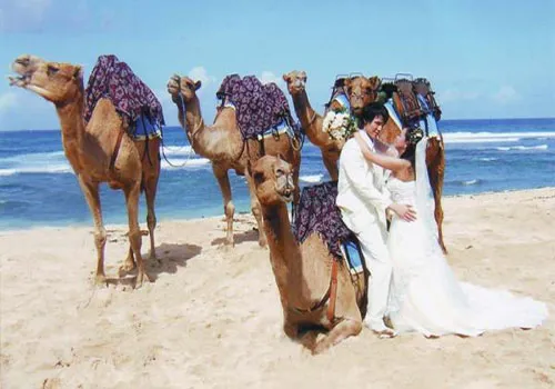 bali_camel7