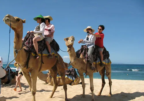 bali_camel8