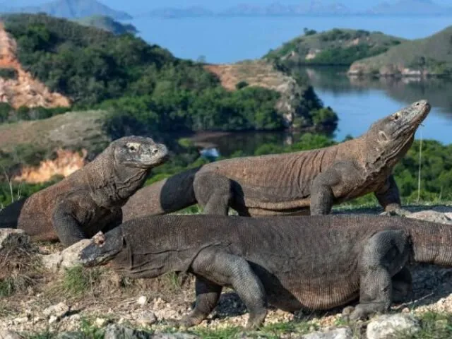 komodo