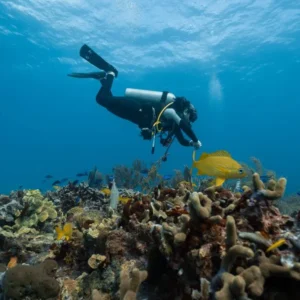Bali Diving Tours