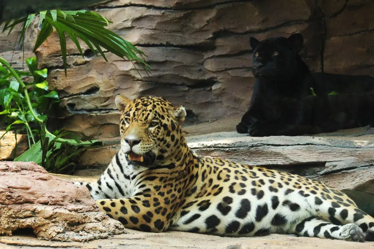 Jaguar-at-Taman-Safari-Bali-jpg