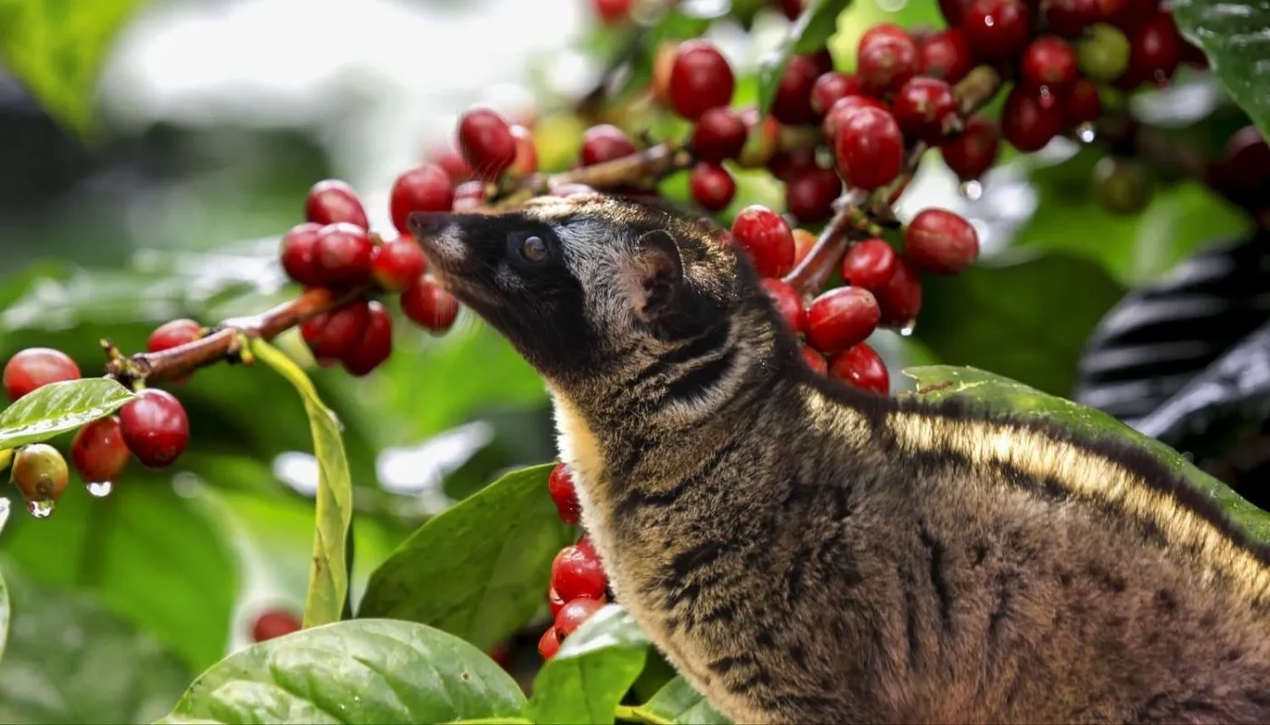 coffee-plantation