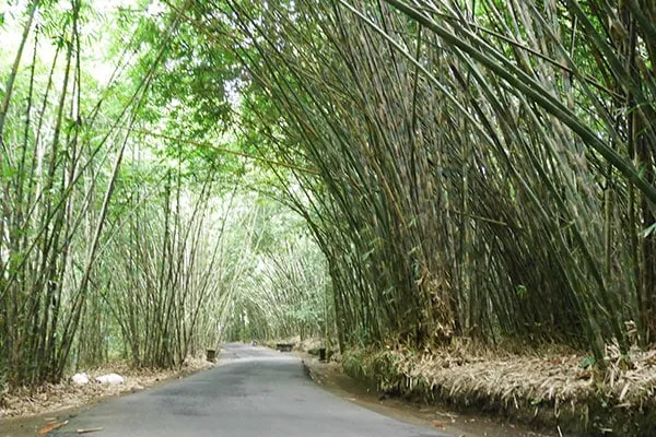 hutan-bambu-desa-wisata-penglipura