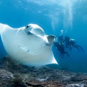 Manta Dive Gili Air – Stay, Learn, and Dive into Paradise