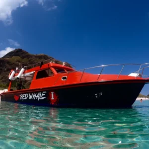 Komodo National Park Speedboat & Diving Tours with Red Whale – Book with Adeeva Tours