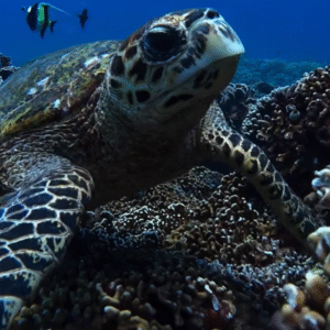 Manta Dive Gili Trawangan – Dive and Stay in Paradise