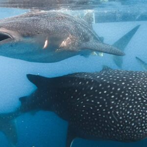 Sumbawa Whale Shark Tours – Swim with Gentle Giants