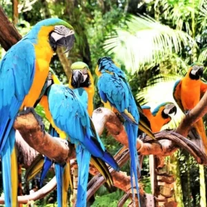 Bali Bird Park Tour – An Unforgettable Wildlife Experience