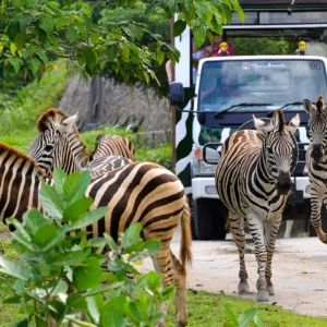 Bali Safari & Marine Park – An Unforgettable Wildlife Experience in Bali