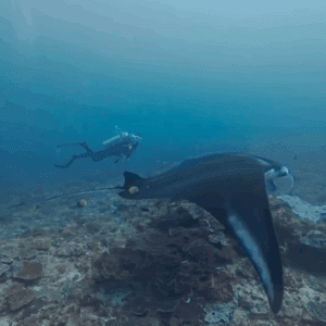 Bali scuba diving packages price coral reef adventure