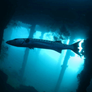 Tulamben shipwreck diving tour price USAT Liberty Wreck