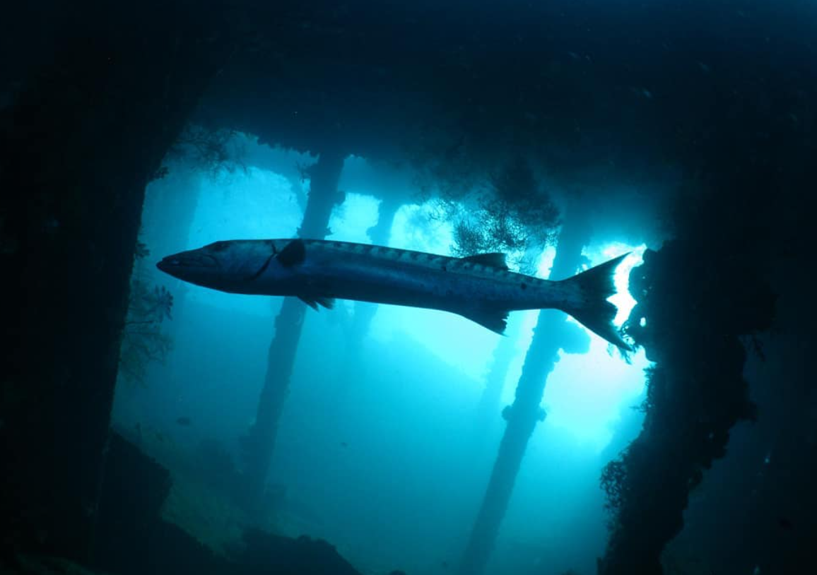 Tulamben shipwreck diving tour price USAT Liberty Wreck
