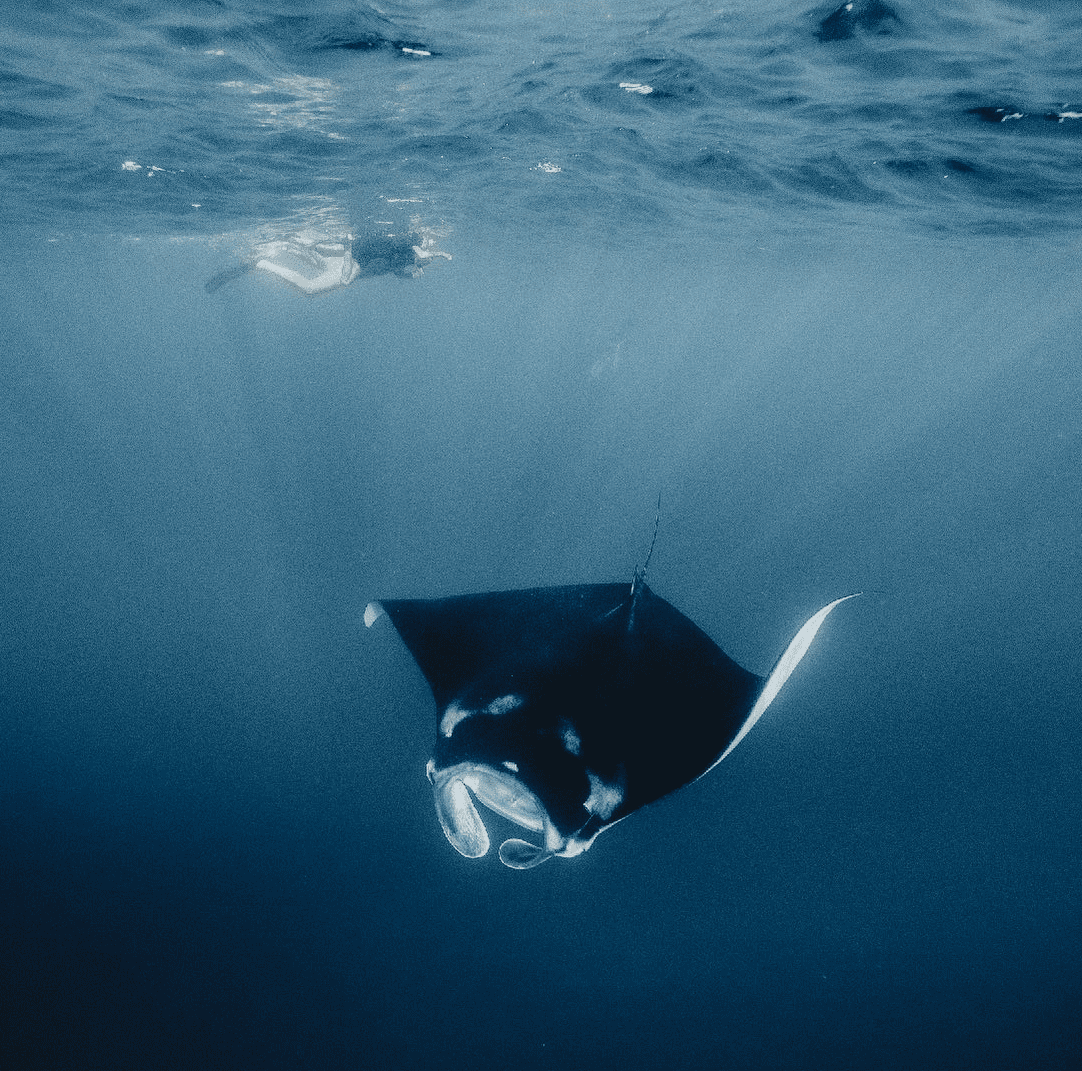 Morin Speed Boat charter price Pari Manta private transfer