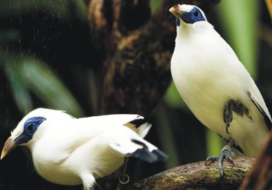 Bali Bird Park entrance fee 2025 free flight show