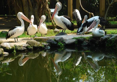 Bali Bird Park entrance fee 2025 free flight show