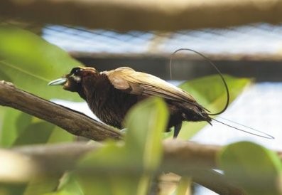 Bali Bird Park entrance fee 2025 free flight show