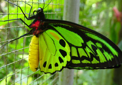 Bali Butterfly Park entrance fee 2025 Tabanan tickets