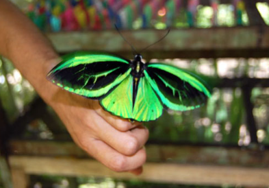 Bali Butterfly Park entrance fee 2025 Tabanan tickets
