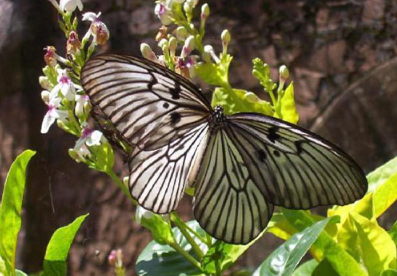 Bali Butterfly Park entrance fee 2025 Tabanan tickets
