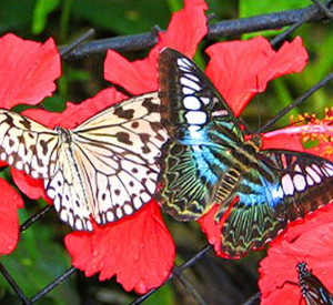 Bali Butterfly Park entrance fee 2025 Tabanan tickets