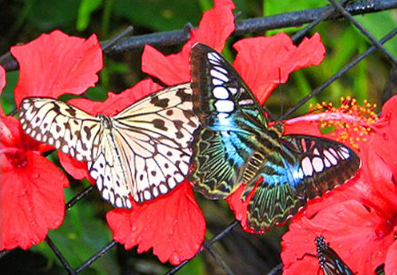 Bali Butterfly Park entrance fee 2025 Tabanan tickets