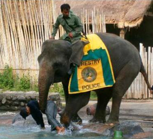 Bali Safari Jungle Hopper ticket price 2025 safari tram