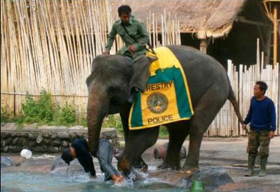 Bali Safari Jungle Hopper ticket price 2025 safari tram