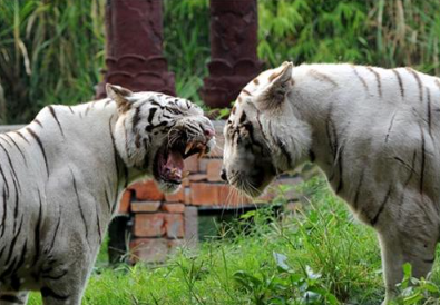 Bali Safari Jungle Hopper ticket price 2025 safari tram