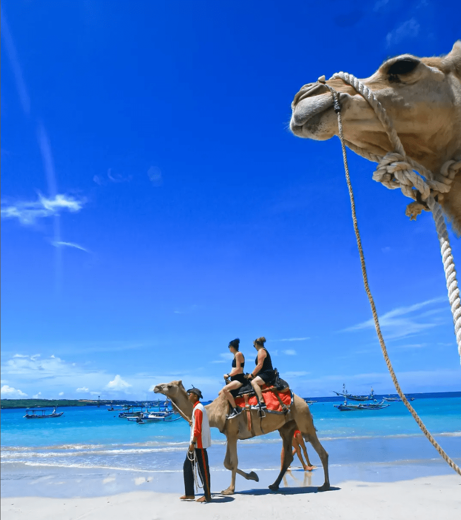 Bali camel riding package price Kelan Beach sunset
