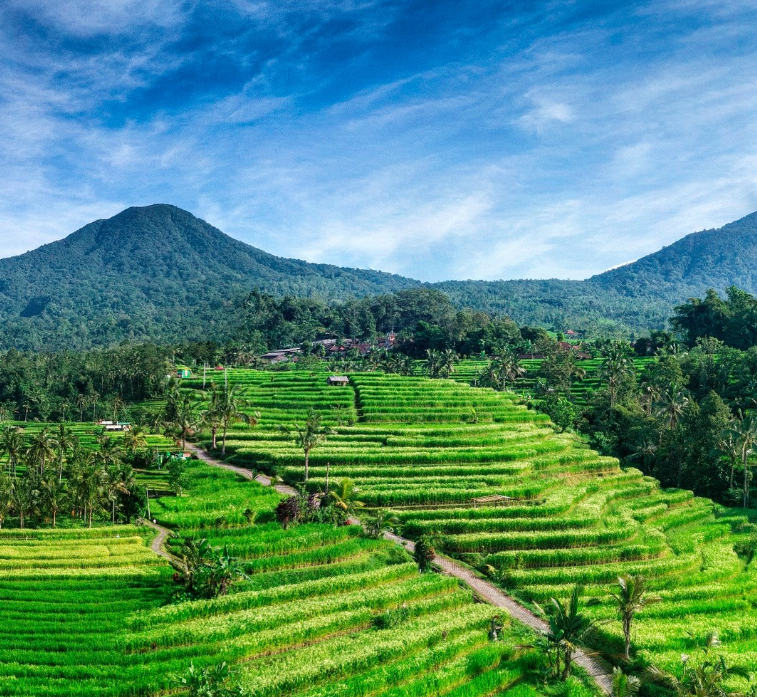 Bali cycling tour Kintamani Jatiluwih price rice terraces
