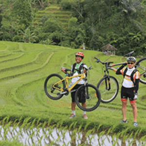 Bali cycling tour Kintamani Jatiluwih price rice terraces