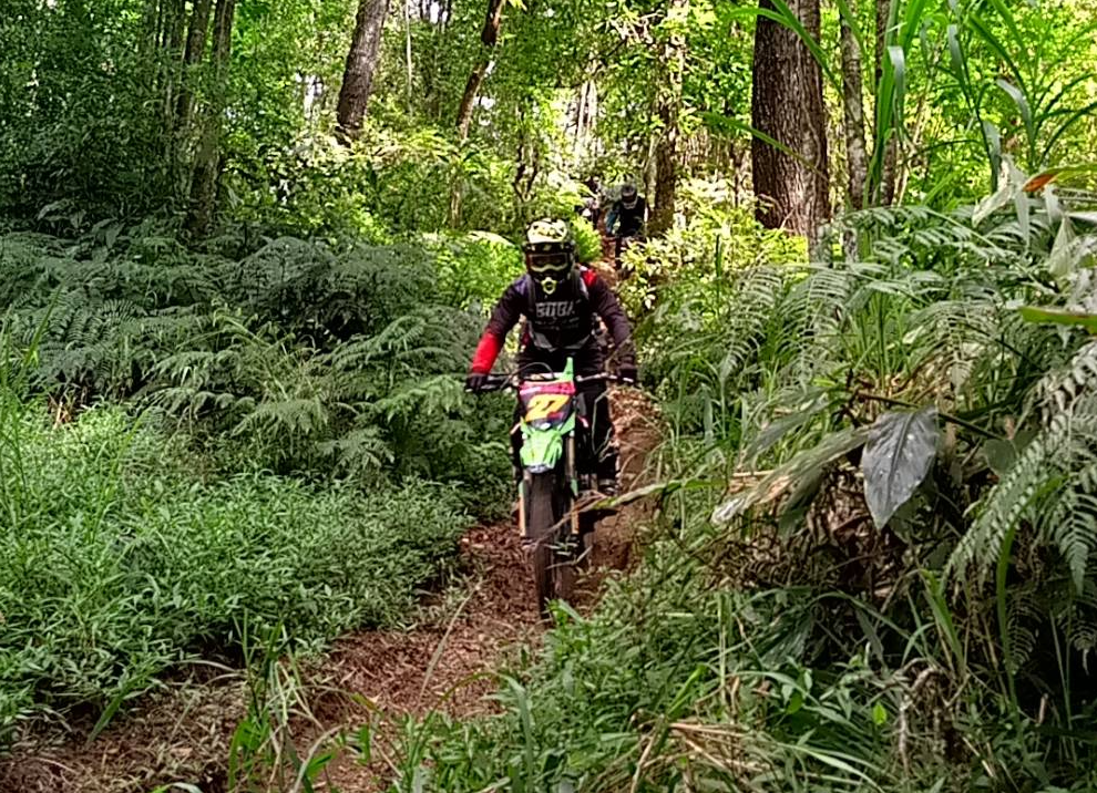 Bali pine forest enduro adventure Kintamani trees