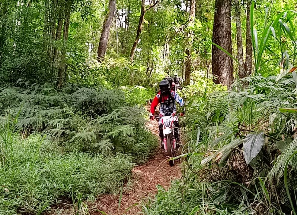 Bali pine forest enduro adventure Kintamani trees