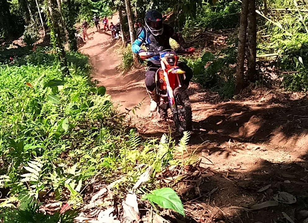 Bali pine forest enduro adventure Kintamani trees