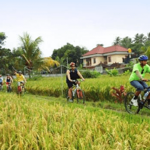 Bayan cycling tour Batukaru rice field price