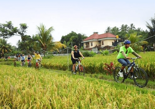 Bayan cycling tour Batukaru rice field price