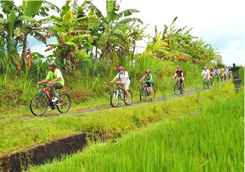 Bayan cycling tour Batukaru rice field price