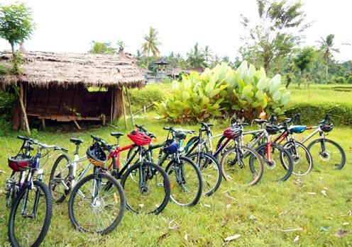 Bayan cycling tour Batukaru rice field price