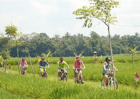 Bayan cycling tour Batukaru rice field price