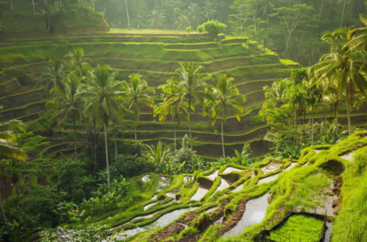 Book Bali 4 days 3 nights tour package with hotel itinerary