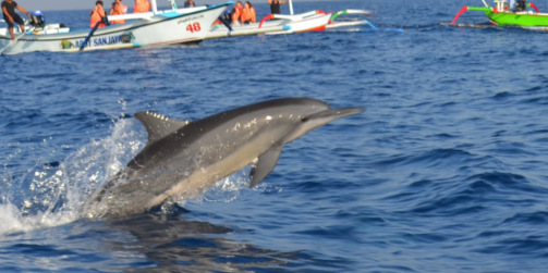 Book Bali 6 days 5 nights tour package with hotel itinerary map